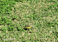 Yellow-fronted Canary – Fort DeRussy, Oahu – © Denise Motard