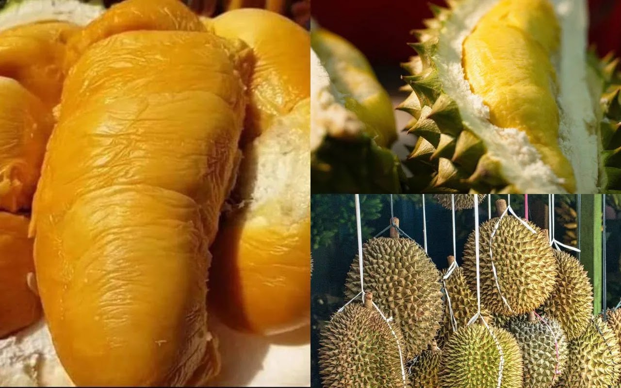 Tips Pilih Durian