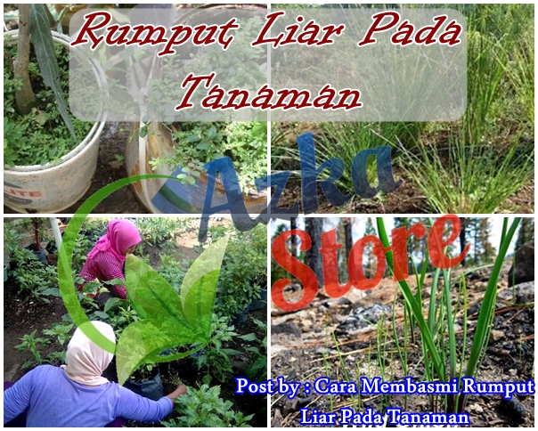 Cara Membasmi Rumput Liar Pada Tanaman