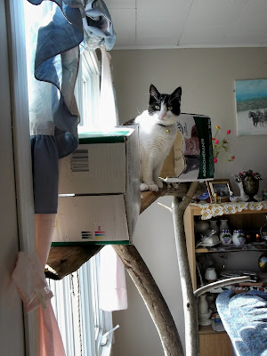 cat approves of cat tree