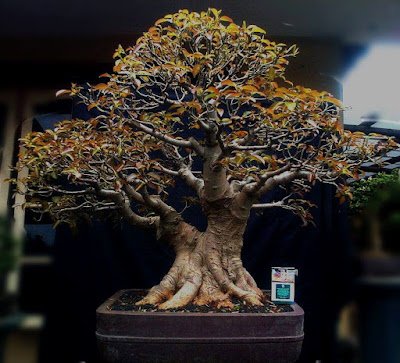 Bonsai Pohon Bulu