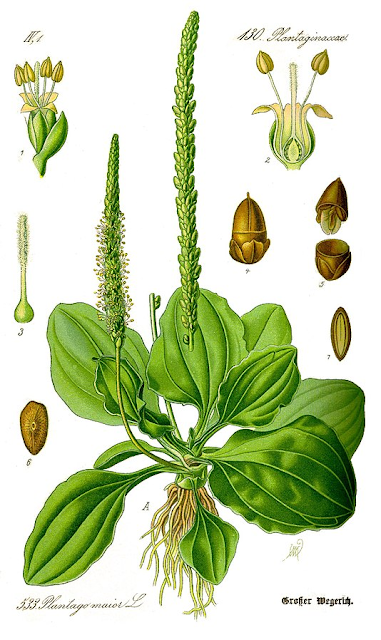 Ботаническая иллюстрация Plantago major