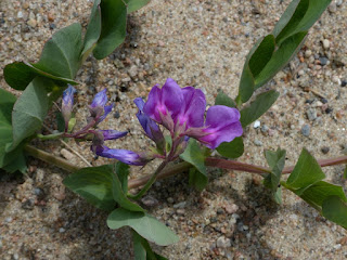 Gesse maritime - Pois de mer - Lathyrus japonicus - Lathyrus maritimus