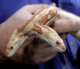 Amazing Two Headed Snakes