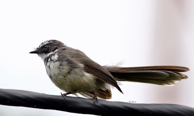 Spot-breasted Fantail