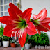 Tricking the amaryllis to bloom