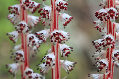 Candystick - Allotropa virgata