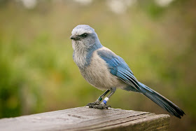 Florida Scrub-Jay