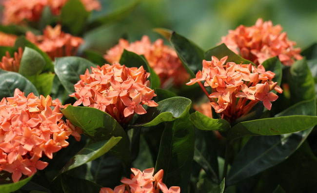 Ixora Flowers Pictures Ixora Flowers Pictures