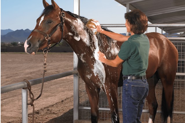 best way to bathe a horse 