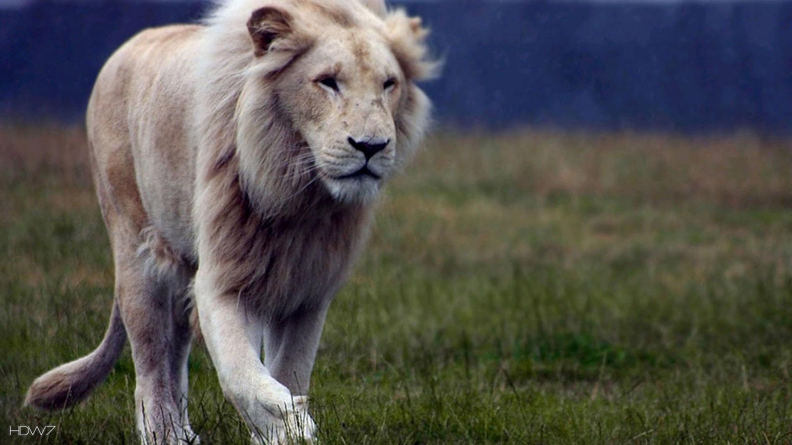 Fonds Décran Hd Fond Décran Lion Noir Et Blanc