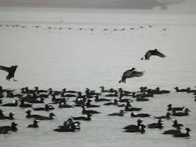 Surf Scoters landing at Vancouver's shorelines