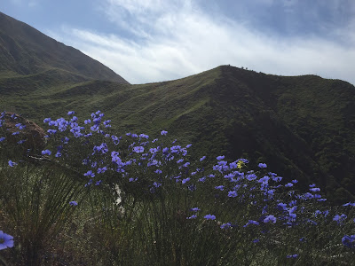 Wiildflowers on the Memorial Trail looking at the west flank fireline