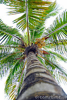 palmeiras-licoes