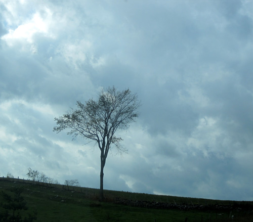 On our drive home across Ontario I photographed some November trees