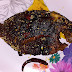 Xplorer Smith is savoring a fish fry in the comfort of his home.