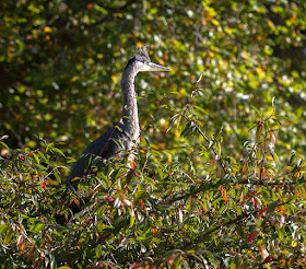 Young Grey Heron, Ardea cinerea, in Kelsey Park on 27 October 2012