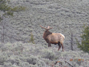 . do alot of that in Yellowstone!). And there was a lone moose munching on . (yellowstone park part iii )