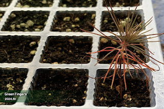 New saplings of Jangipumsong germinated in 2025