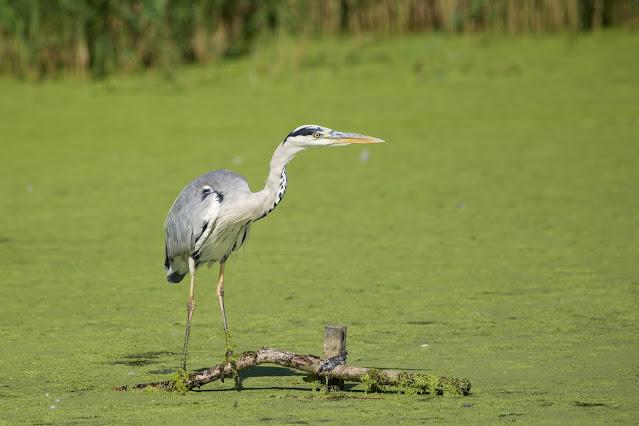 Grey heron (अंजन, नरी, सैन) / Ardea cinerea  - Ashutosh Jhureley