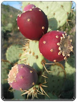 How to Cactus seedlings 