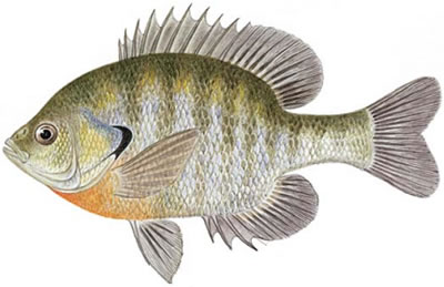 Bluegill