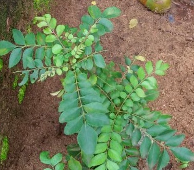 Curry Leaves (Kadi Patta) - Strengthen the Hair Shafts