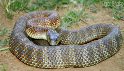 Tiger snake