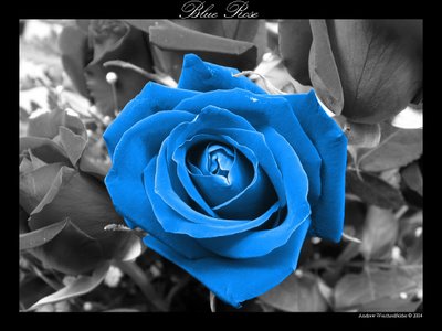 rose wallpaper. Blue Rose Wallpapers