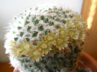 flores de cactus mammillaria celsiana