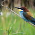 Bee-eaters at East Leake