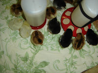 Three-day-old chicks in smaller brooding space.