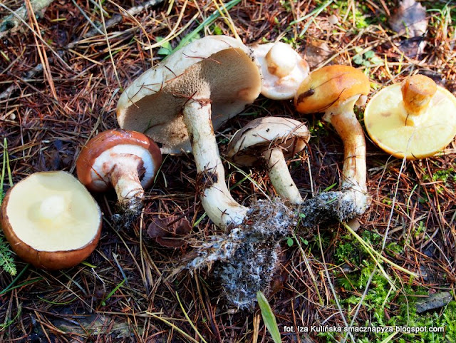 maslaki, maslak zwyczajny, maslak zolty, maslak szary, maslak lepki, maslak modrzewiowy, grzyby gatunkami, atlas grzybow, przeglad gatunkow