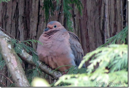 Mourning Dove