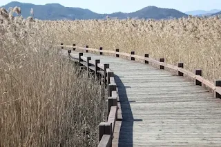 수많은 갈대 숲 가운데로 목재로 만든 길이 나 있음