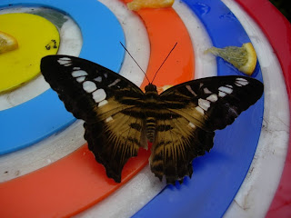 Butterfly park, Sentosa Island, Singapore