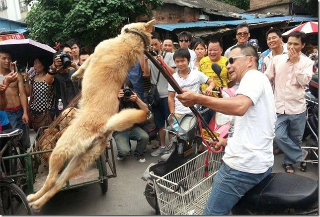 yulin2