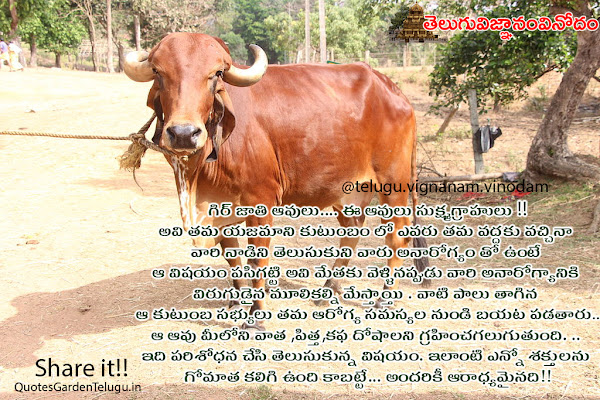 gir cow information in telugu greatness of gomata in telugu