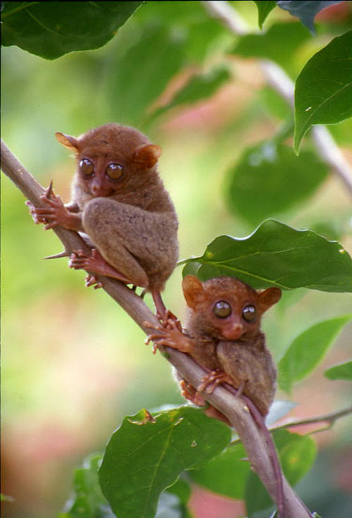 Tarsier Primata Terkecil Di Dunia Alam Mentari