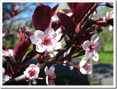 20120512_blossoms_007
