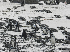 Boulders Beach, Cidade do Cabo