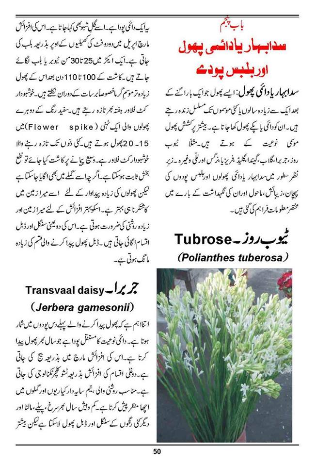 How to Grow Outdoor Indoor  Plants  Flowers Urdu Guide 