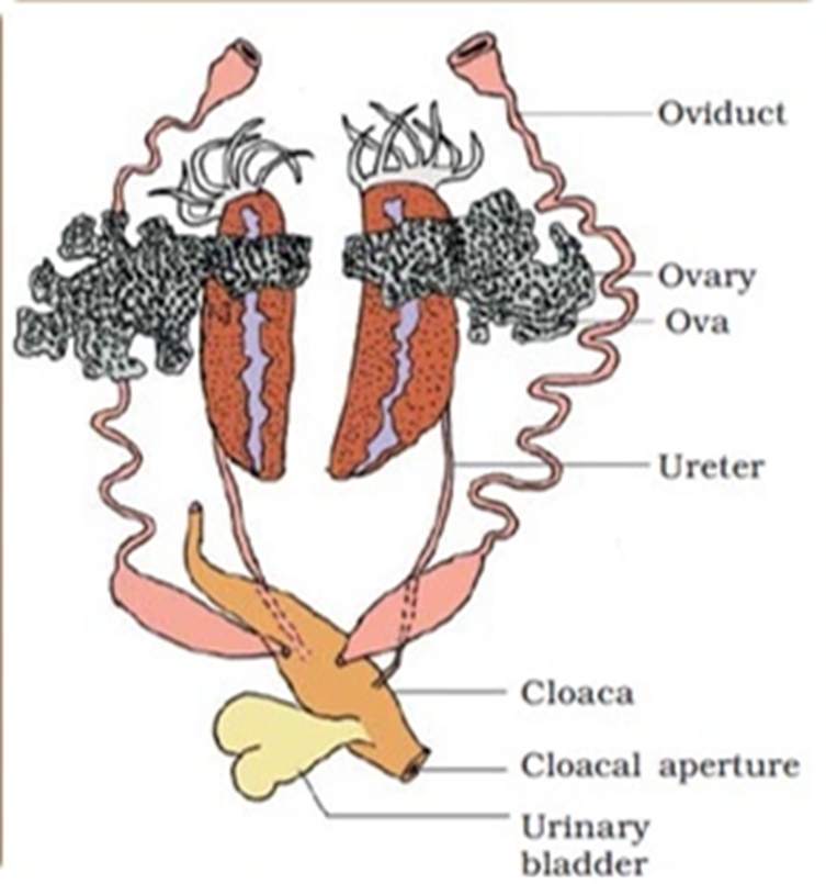 Anatomía del sistema reproductor de una rana hembra.