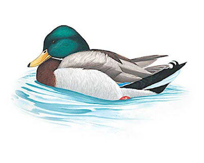 robin-birds-clipart-free. mallard-duck-birds