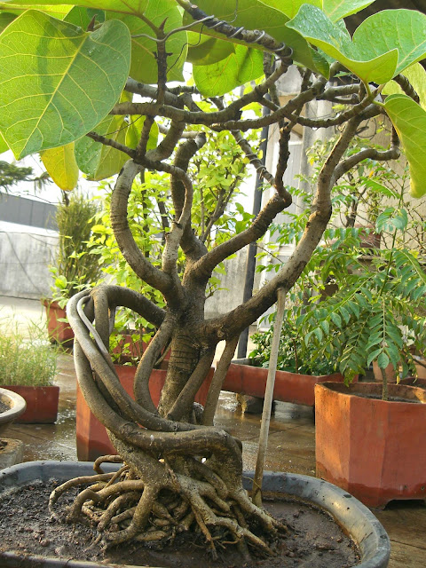 Bonsai banyan curved roots