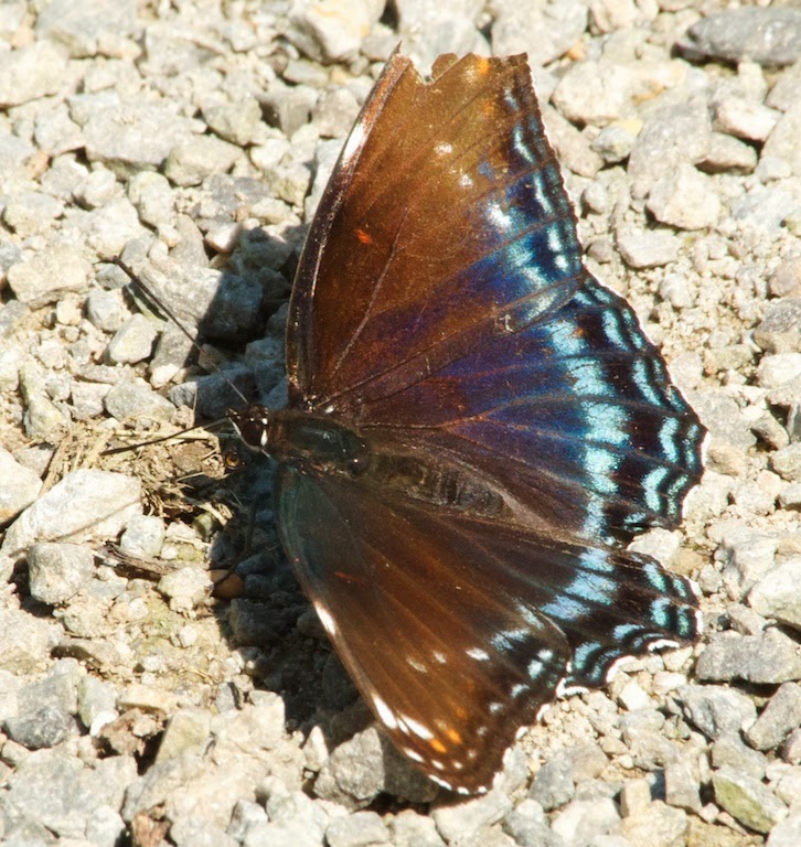 Banded Purple (Limenitis arthemis)