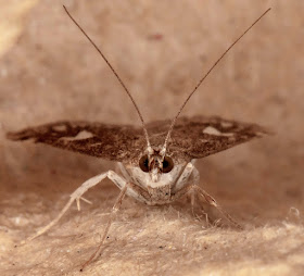 Udea olivalis.  In my light trap in Crowborough, 13 July 2018.