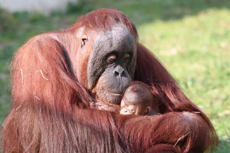 Los orangutanes