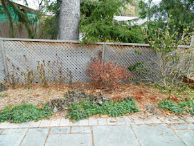 Oakwood Village Backyard Fall Cleanup before by Paul Jung Toronto Gardening Services