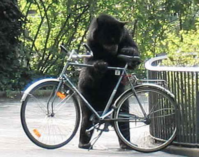 Funny bear on bikes